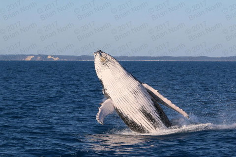 Hervey Bay Whale Watching Cruise - Accommodation in Bendigo 3