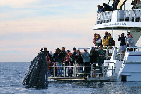 Hervey Bay Whale Watching Cruise - Accommodation in Bendigo 0