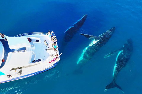 Hervey Bay Whale Watching Cruise - Accommodation in Bendigo 9