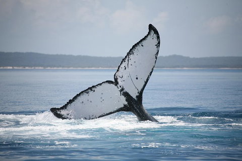Hervey Bay Whale Watching Cruise - Accommodation in Bendigo 11
