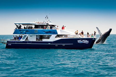 Hervey Bay Whale Watching Cruise - Accommodation in Bendigo 7