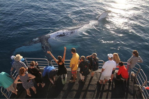 Hervey Bay Whale Watching Cruise - Accommodation in Bendigo 6