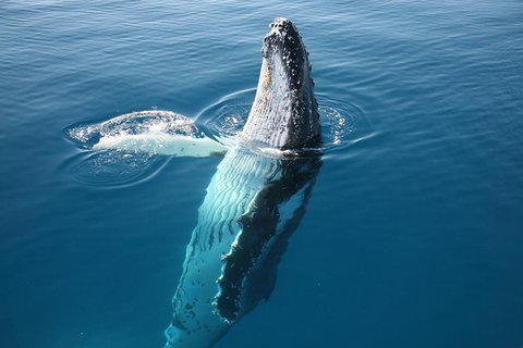 Hervey Bay Whale Watching Cruise - Accommodation in Bendigo 8