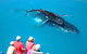 Hervey Bay Whale Watching Cruise - thumb 5