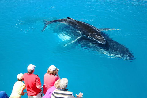 Hervey Bay Whale Watching Cruise - Accommodation in Bendigo 5
