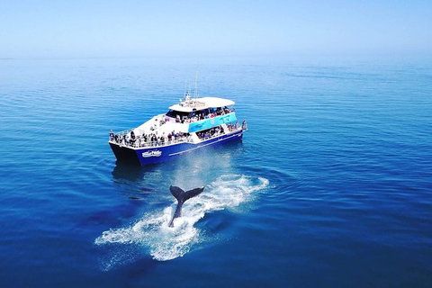 Hervey Bay Whale Watching Cruise - Accommodation in Bendigo 10