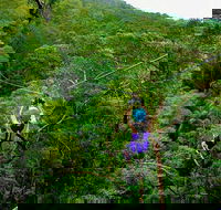 Tamborine Mountain Daily Service Treetop Challenge and Thunderbird Park - Accommodation in Bendigo