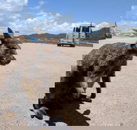 Magnetic Island Tour Maggie Comprehensive - Accommodation in Bendigo