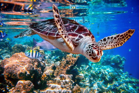 Whitehaven Beach And Hill Inlet Lookout Full-Day Snorkeling Cruise By High-Speed Catamaran - Accommodation in Bendigo 9