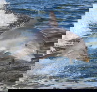 Noosa Oceanrider Scenic Dolphin Safari - Accommodation in Bendigo