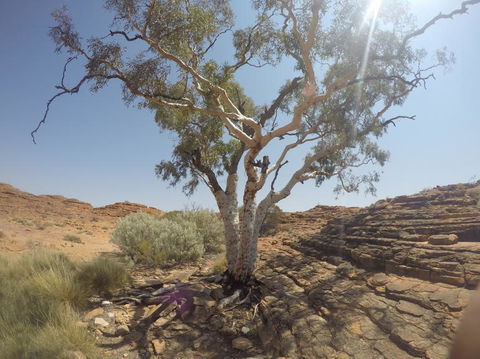 Kings Canyon Day Trip From Ayers Rock - Accommodation in Bendigo 3