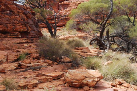 Kings Canyon Day Trip From Ayers Rock - Accommodation in Bendigo 24