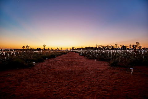 Uluru Field Of Light Sunrise Tour - Accommodation in Bendigo 14
