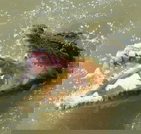 Darwin Jumping Crocodiles Cruise on Adelaide River - Accommodation in Bendigo