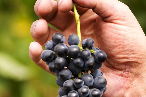 Scenic Hunter Valley Winery Tour With Boutique Wineries & Local Cheese - Accommodation in Bendigo 5