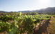 Scenic Hunter Valley Winery Tour With Boutique Wineries & Local Cheese - thumb 6