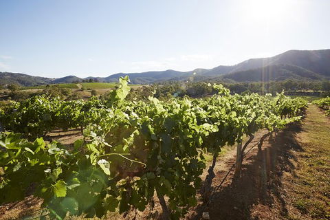 Scenic Hunter Valley Winery Tour With Boutique Wineries & Local Cheese - Accommodation in Bendigo 6