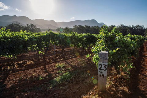 Scenic Hunter Valley Winery Tour With Boutique Wineries & Local Cheese - Accommodation in Bendigo 9