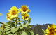 Scenic Hunter Valley Winery Tour With Boutique Wineries & Local Cheese - thumb 11