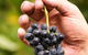 Scenic Hunter Valley Winery Tour With Boutique Wineries & Local Cheese - thumb 8