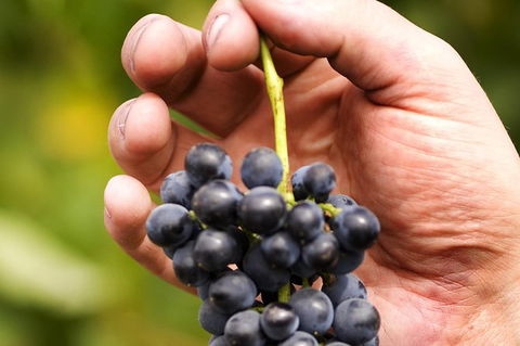 Scenic Hunter Valley Winery Tour With Boutique Wineries & Local Cheese - Accommodation in Bendigo 8