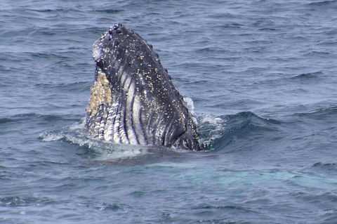 Jervis Bay Whale Watching Tour - Accommodation in Bendigo 1