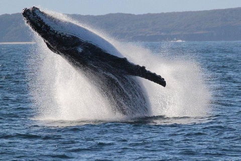 Jervis Bay Whale Watching Tour - Accommodation in Bendigo 0