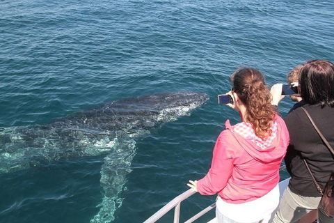 Jervis Bay Whale Watching Tour - Accommodation in Bendigo 9