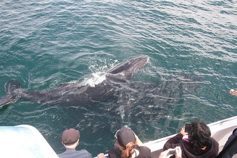 Jervis Bay Whale Watching Tour - Accommodation in Bendigo 12