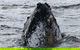 Jervis Bay Whale Watching Tour - thumb 7