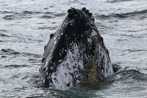 Jervis Bay Whale Watching Tour - Accommodation in Bendigo 7