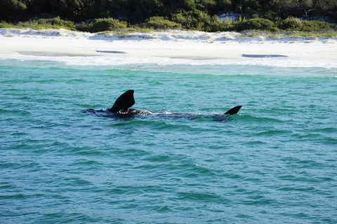 Jervis Bay Whale Watching Tour - Accommodation in Bendigo 5