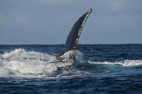 Jervis Bay Whale Watching Tour - Accommodation in Bendigo 8