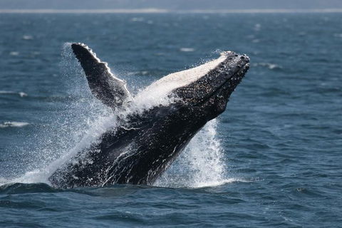 Jervis Bay Whale Watching Tour - Accommodation in Bendigo 10