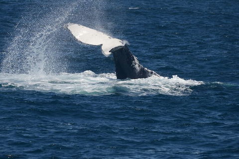 Jervis Bay Whale Watching Tour - Accommodation in Bendigo 11