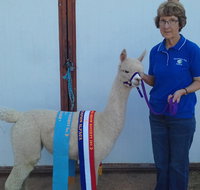 Marchmont Park Alpacas - Accommodation in Bendigo