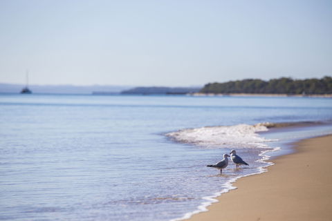 Birdwatching On The Fraser Coast - Accommodation in Bendigo 2