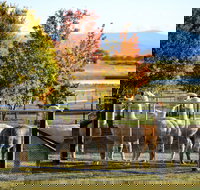 Blackwattle Alpaca Farm - Accommodation in Bendigo