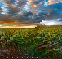 Capella - Accommodation in Bendigo