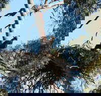 Castle Creek Reserve - Accommodation in Bendigo