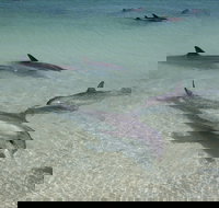 Dolphins of Monkey Mia - Accommodation in Bendigo