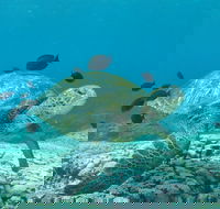 Flinders Reef Dive Site - Accommodation in Bendigo