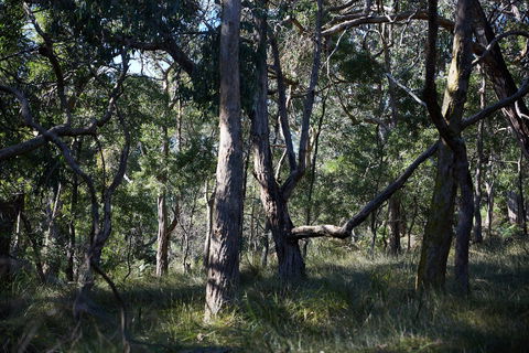 Green's Bush Long Circuit Walk - Accommodation in Bendigo 0