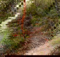 Great North walk - Brisbane Water National Park - Accommodation in Bendigo