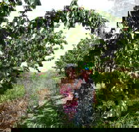 Harben Vale Pick Your Own Cherries - Accommodation in Bendigo