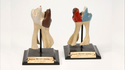 Henry Forman Atkinson Dental Museum - Accommodation in Bendigo 0