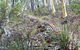 Historic Water Race Walking Track - thumb 0