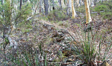 Historic Water Race Walking Track - Accommodation in Bendigo 0