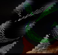 James McMurtrie's  Glass Blowing Studio and Gallery - Accommodation in Bendigo