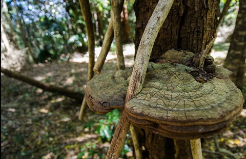 Mount Keira Ring Track - Accommodation in Bendigo 0